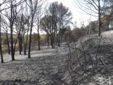 Forêt incendiée
